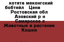  котята меконгский бобтейл › Цена ­ 1 500 - Ростовская обл., Азовский р-н, Самарское с. Животные и растения » Кошки   